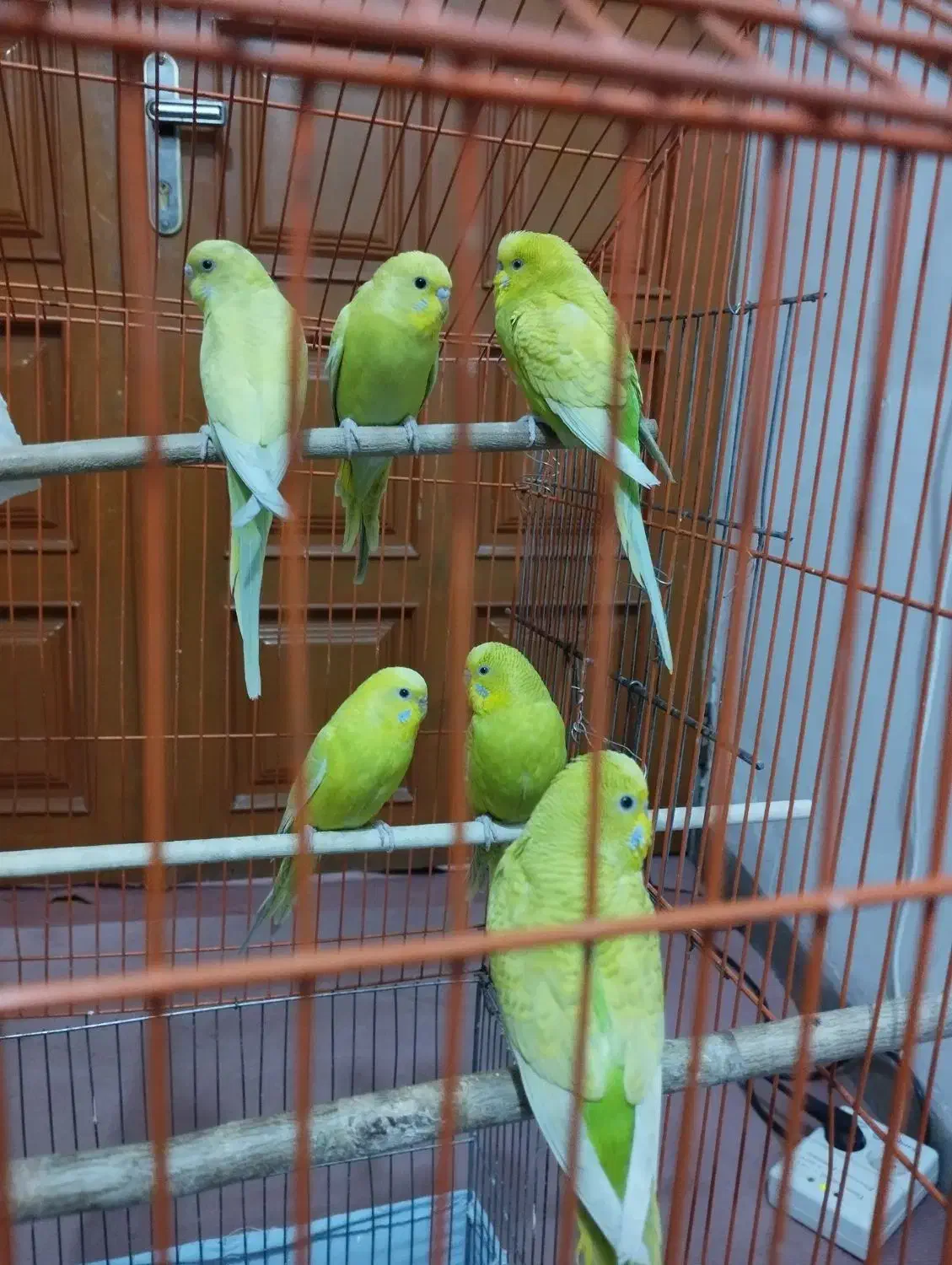 ۶عددمرغ عشق|پرنده|ایلام, |دیوار