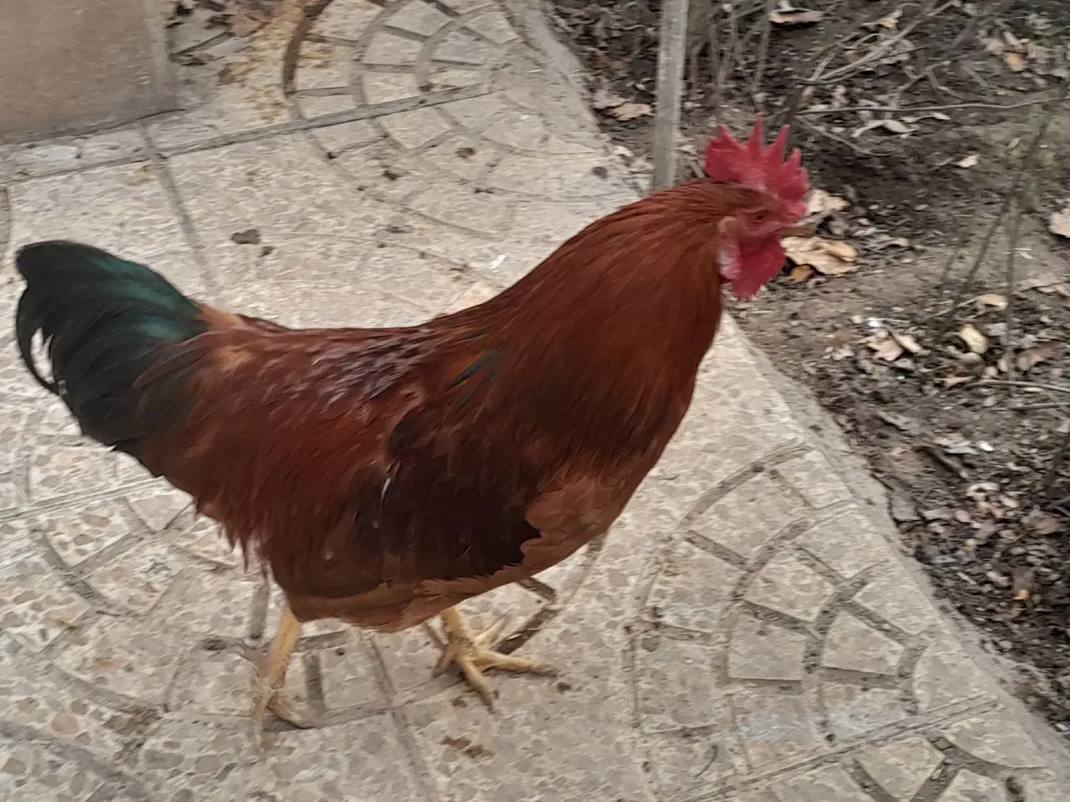 مرغ و خروس|حیوانات مزرعه|کلیبر, |دیوار