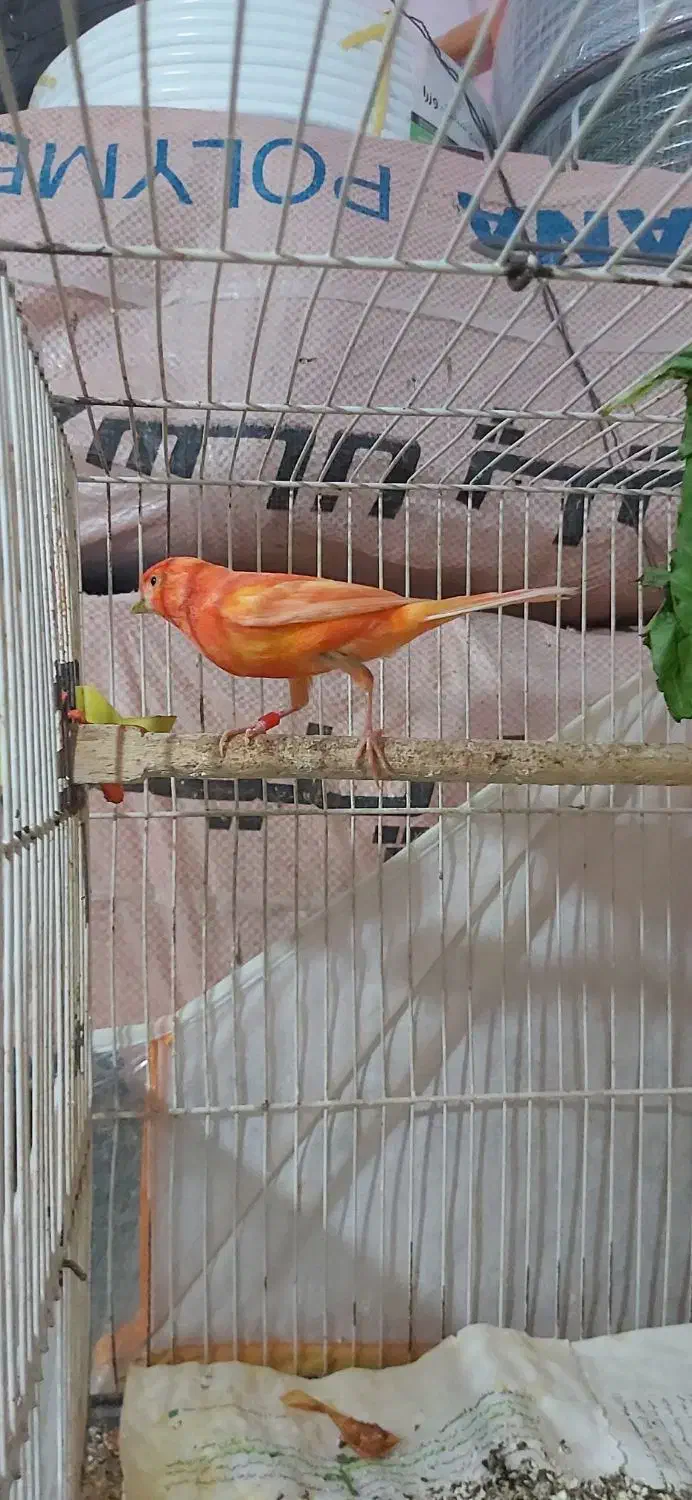 قناری نر|پرنده|شیروان (خراسان), |دیوار