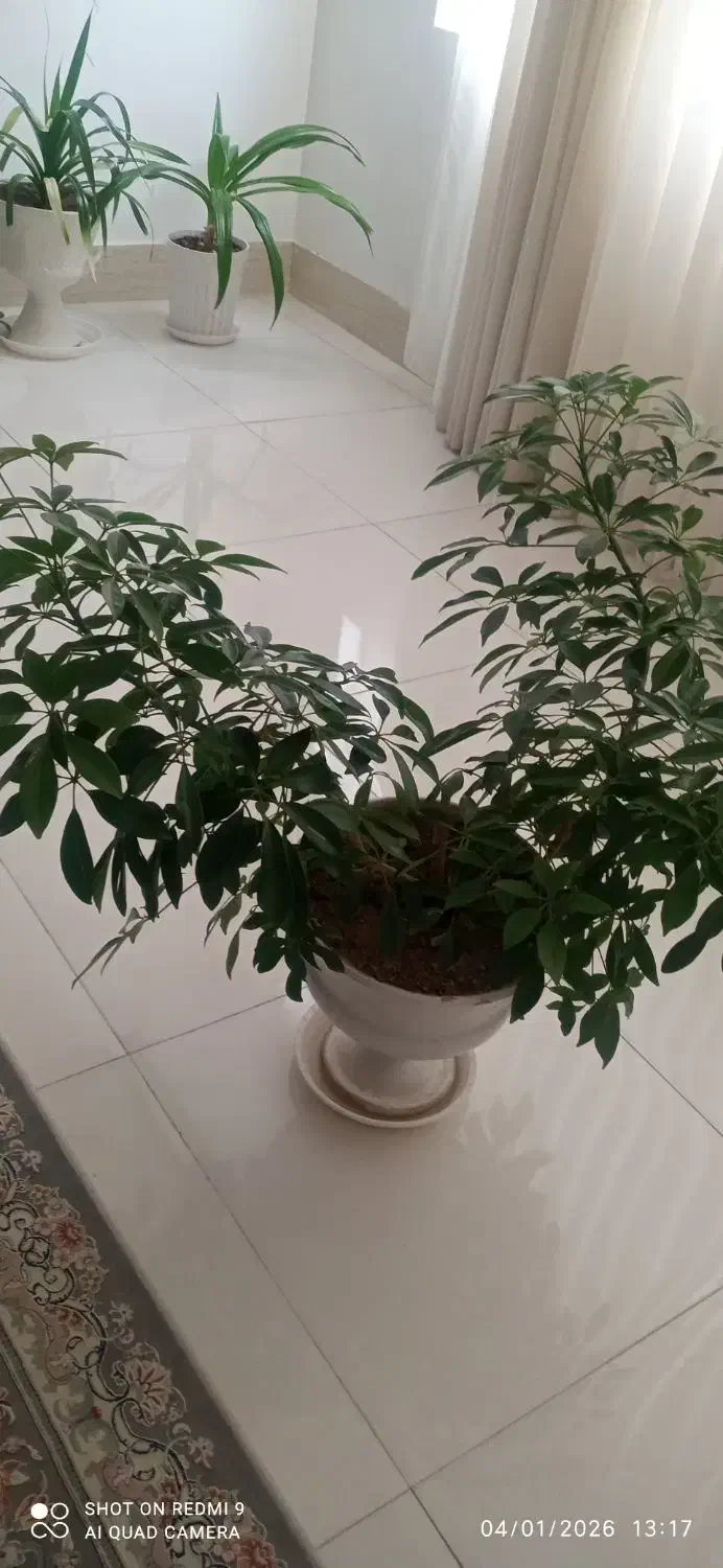 گل شفلرا|گل و گیاه طبیعی|نیشابور, گنبد سبز|دیوار