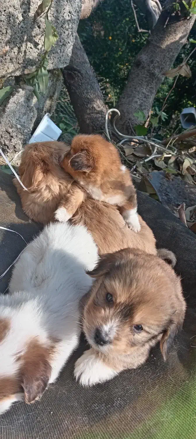 فروش سگ پاکوتاه|سگ|رحیمآباد, |دیوار