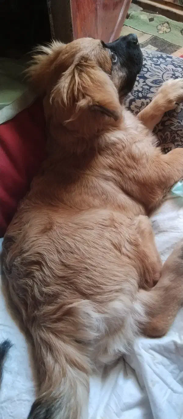 سگ شیتزو اصل|سگ|اردبیل, |دیوار