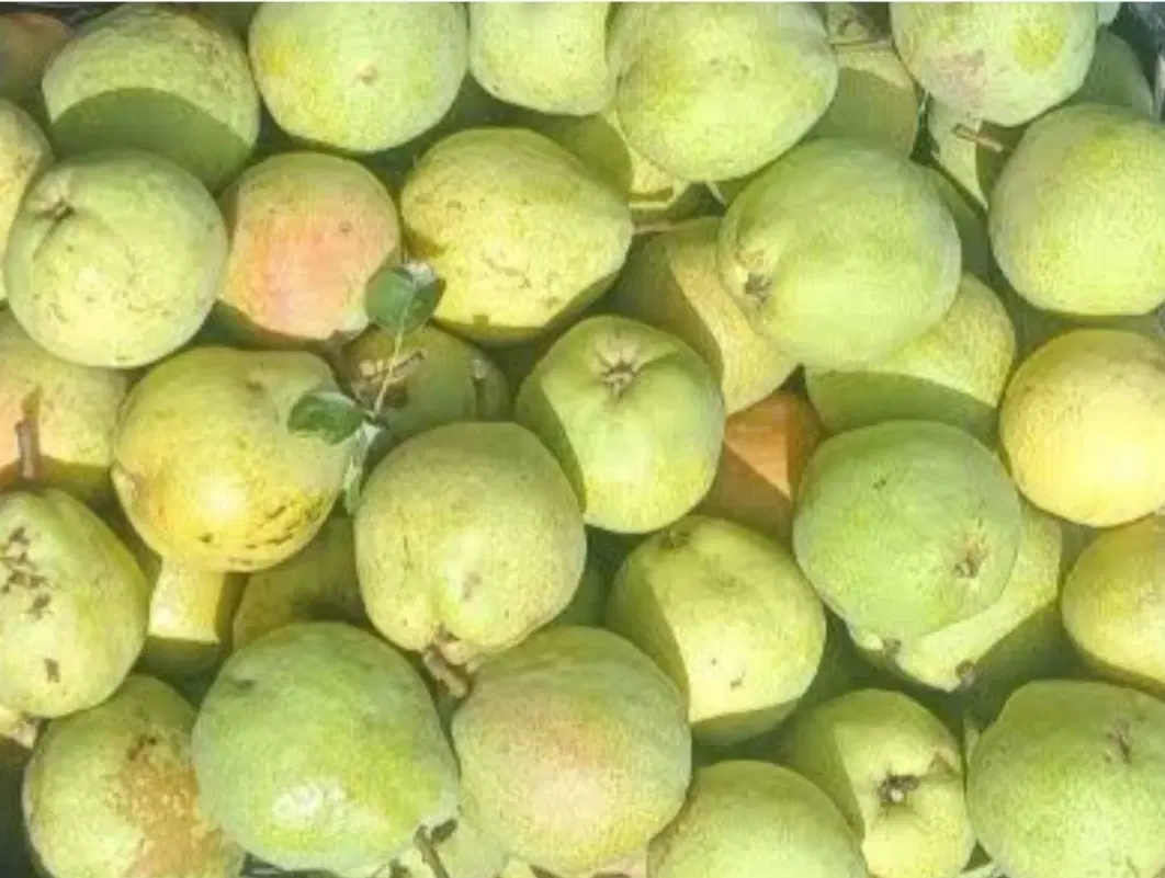 گلابی|خوردنی و آشامیدنی|بجنورد, |دیوار