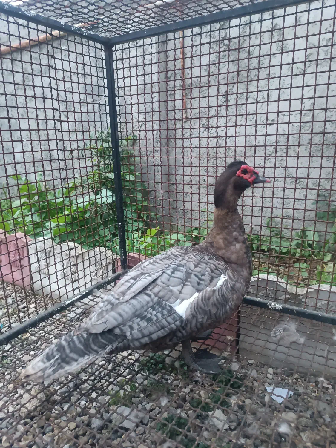 اردک اسرائیلی رنگ خاص کوکو|حیوانات مزرعه|رامسر, |دیوار