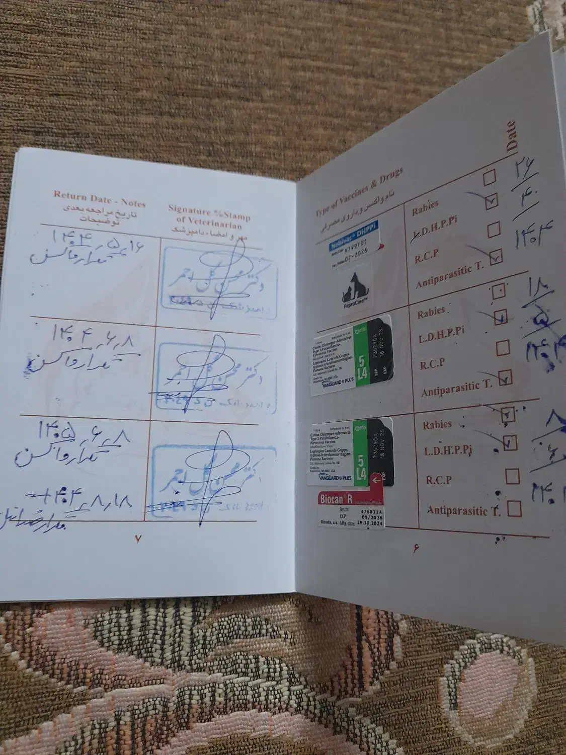 واگزاری|سگ|پاکدشت, پاکدشت (مامازند)|دیوار