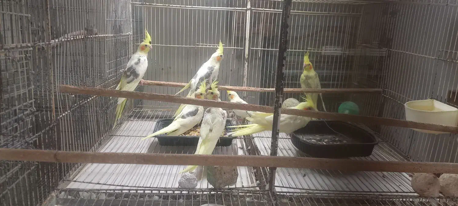 جوجه عروس هلندی دو کت|پرنده|بابل, |دیوار