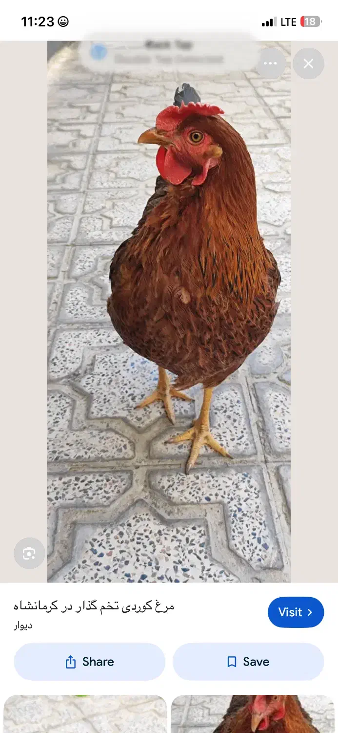 مرغ کردی|حیوانات مزرعه|ثلاث باباجانی, |دیوار