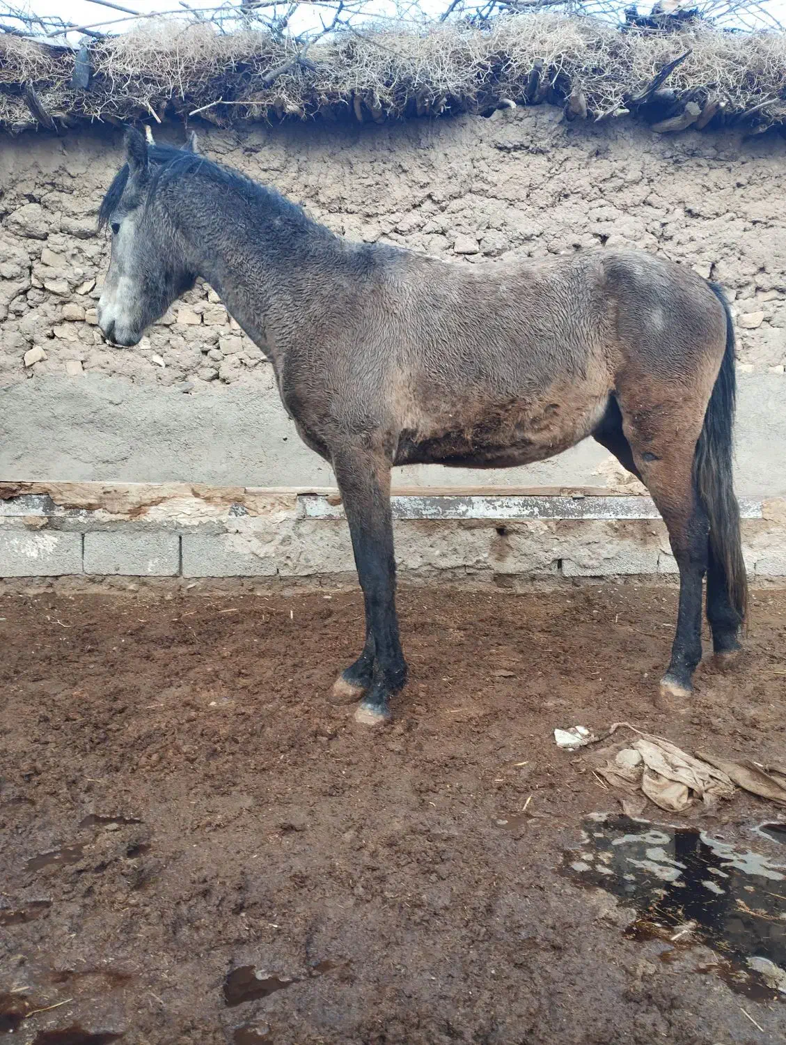 اسب نجیب|اسب و تجهیزات اسبسواری|تربتحیدریه, پائین ولایت|دیوار