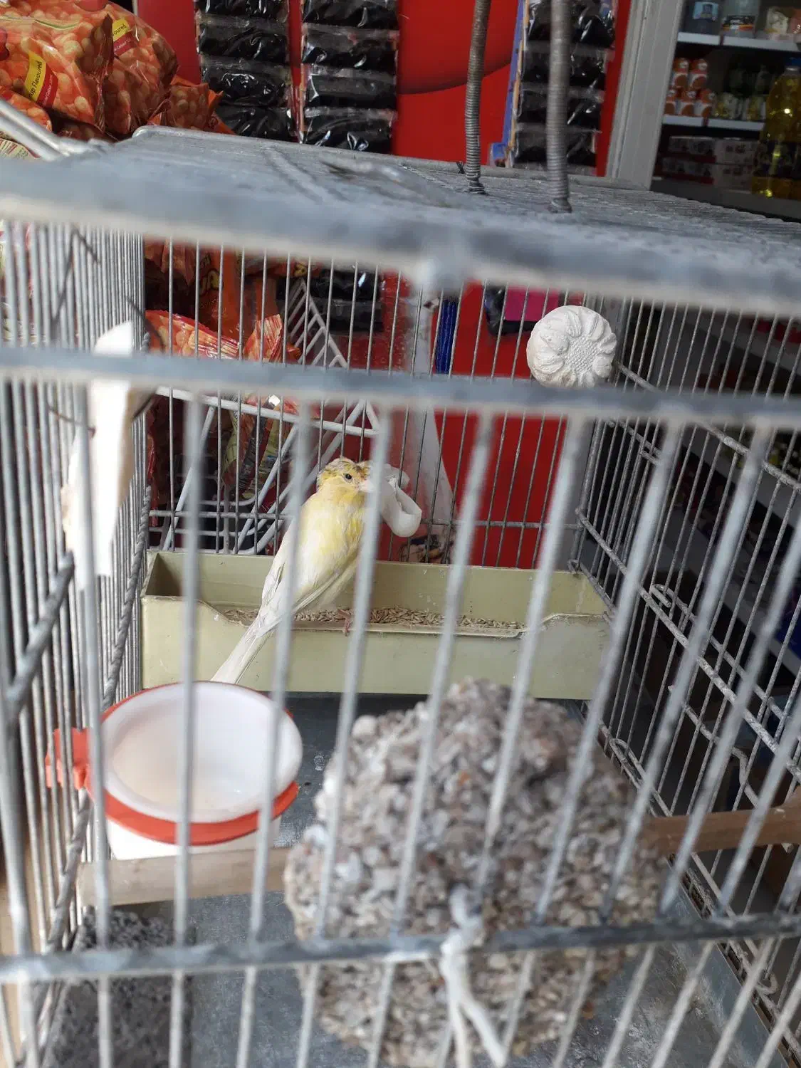 قناری ماده|پرنده|اهواز, پردیس|دیوار