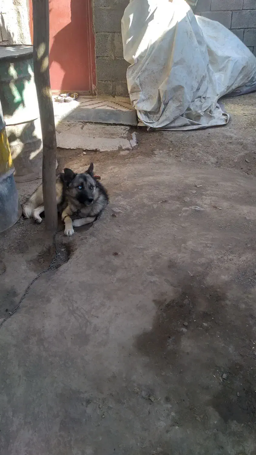 سگ هاسکی چشم رنگی|سگ|بیستون, |دیوار