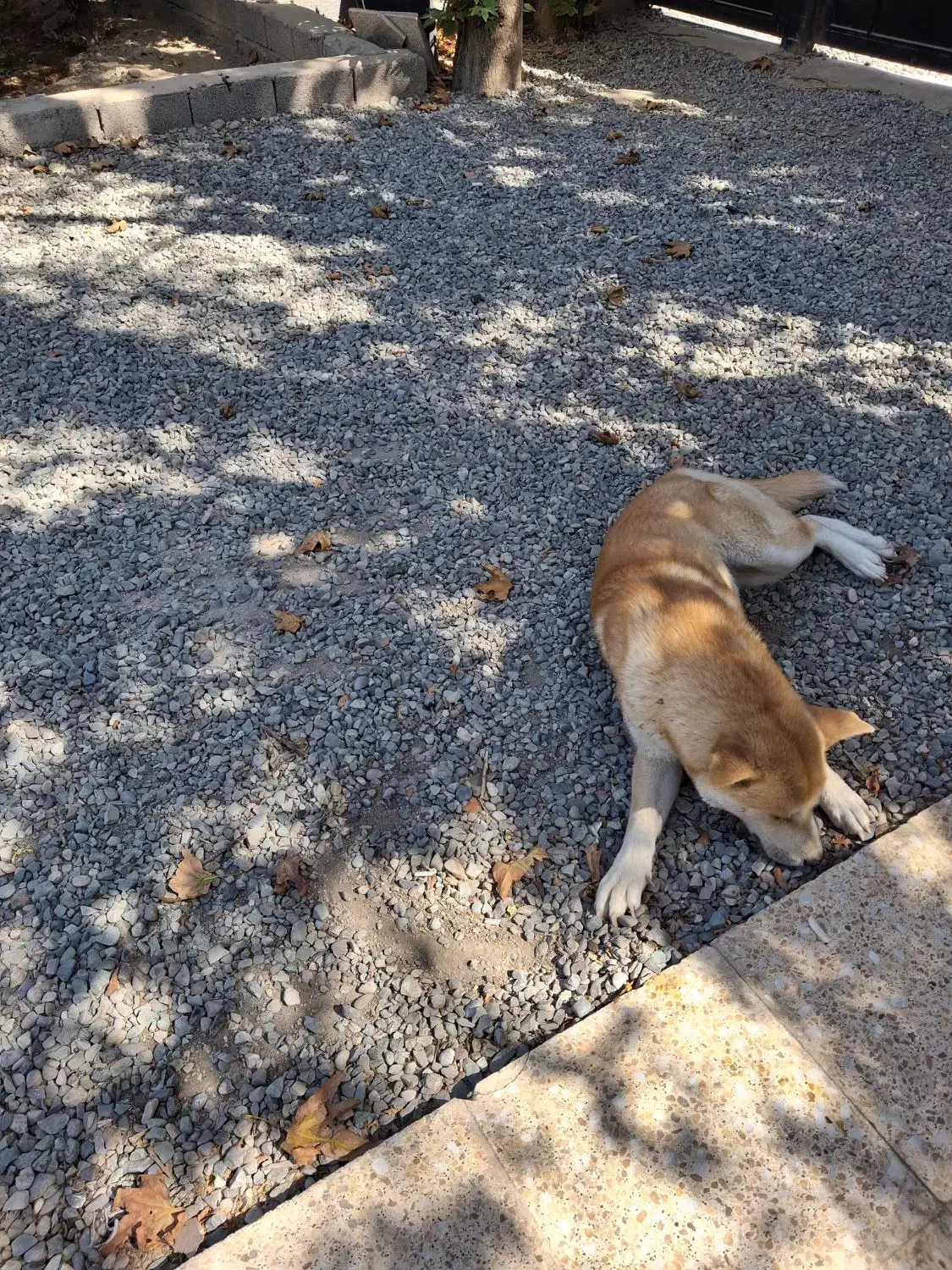 اکیتا ماده دم فل|سگ|ماهدشت, |دیوار