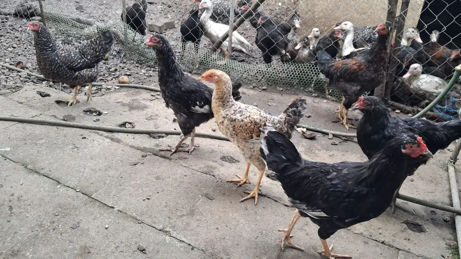 فروش مرغ تخمگذار و نیمچه خروس|حیوانات مزرعه|رضوانشهر, |دیوار