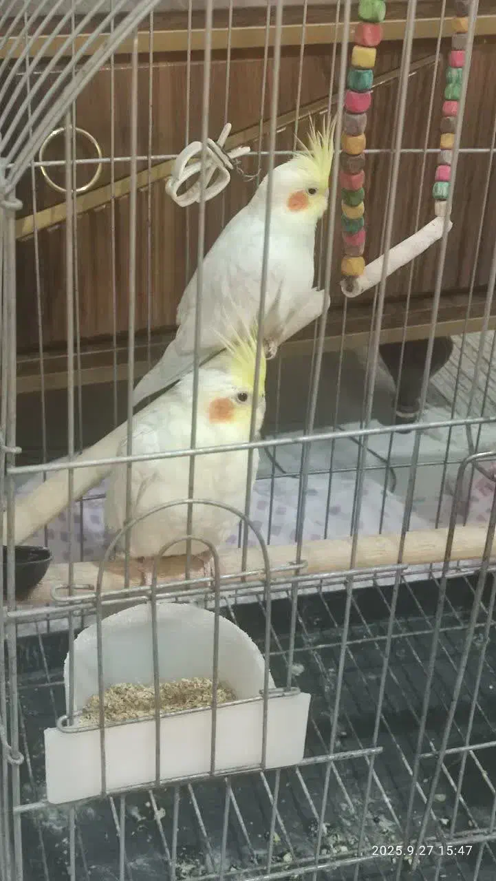 یک جفت عروس هلندی لوتینو|پرنده|پاکدشت, پاکدشت (مامازند)|دیوار