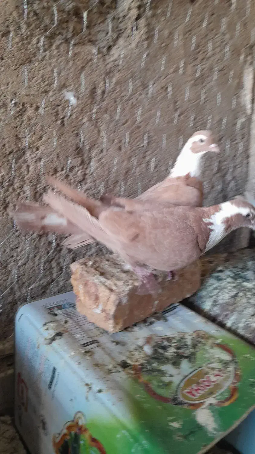 جفت مخمل زرد سبر دار بدون پسگند|پرنده|خرامه, |دیوار