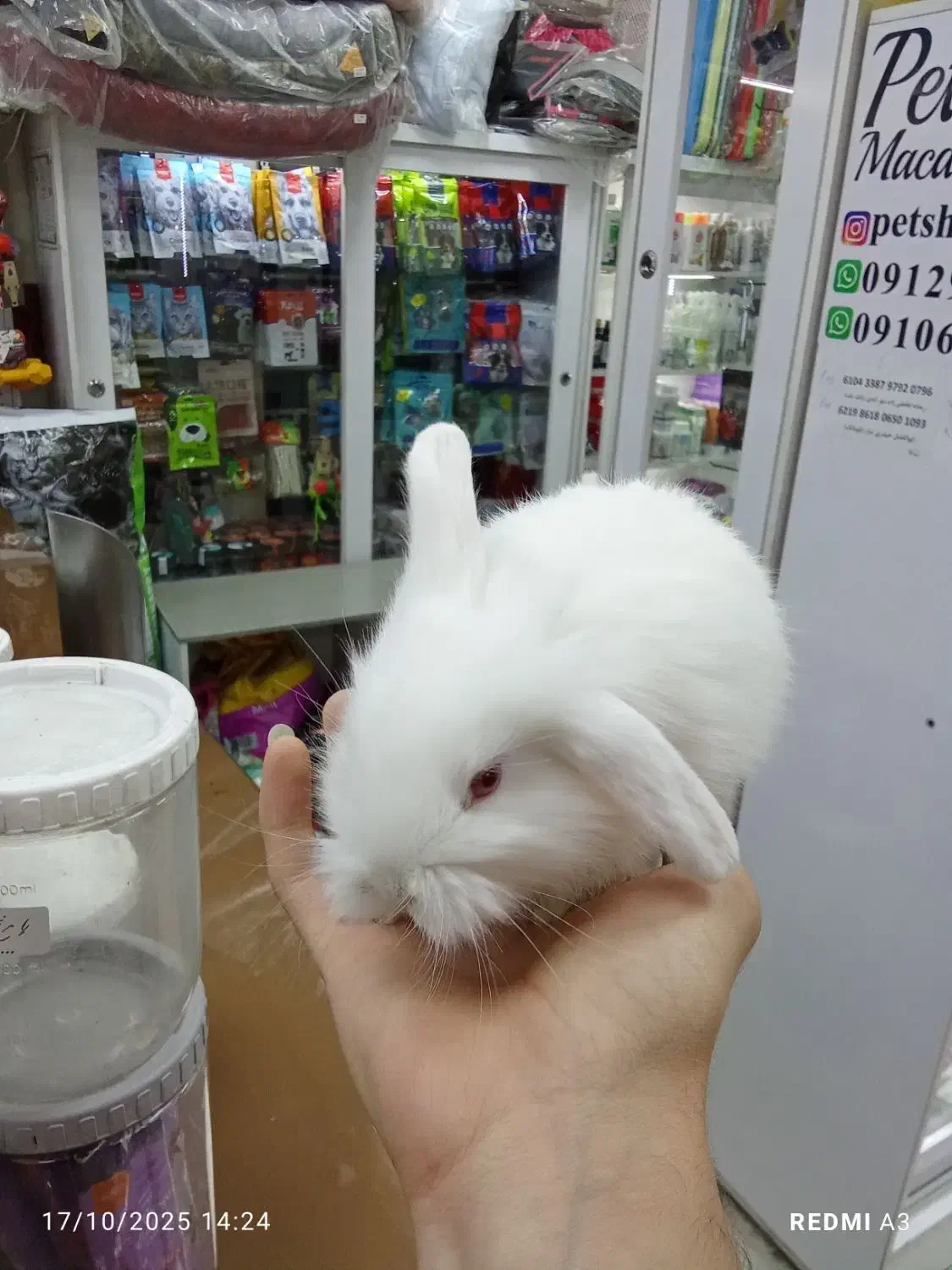 خرگوش مینیاتوری|موش و خرگوش|تهران, تهرانپارس شرقی|دیوار