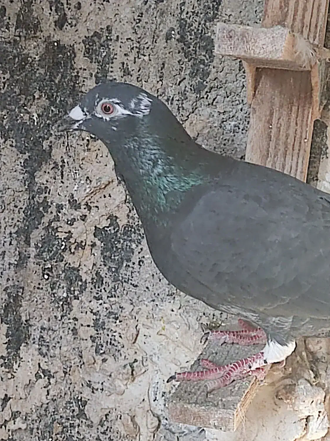 کفتر پلاکی|پرنده|شیراز, امام حسین|دیوار