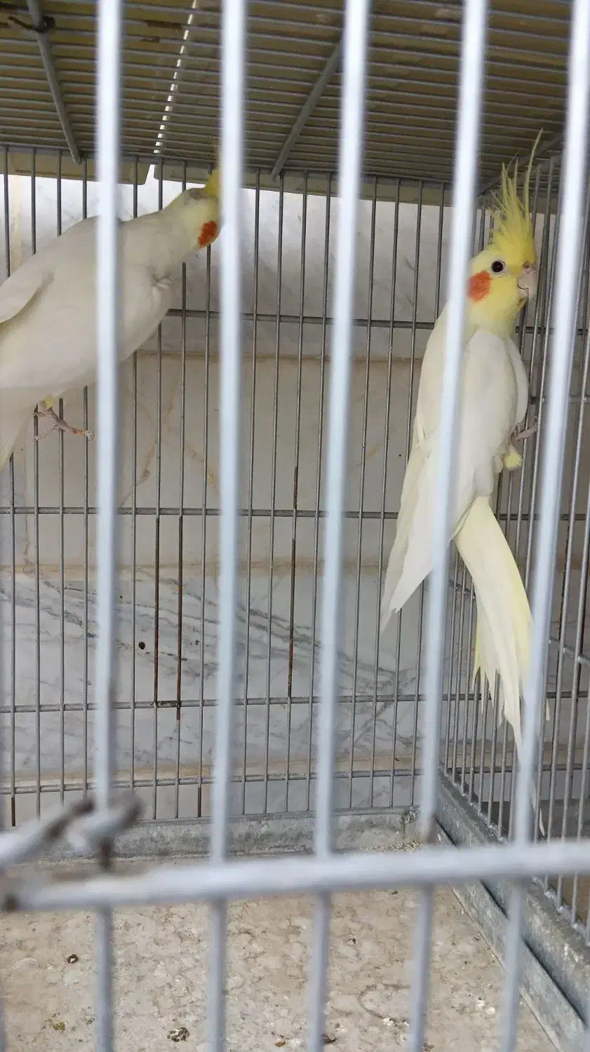 عروس هلندی جفت|پرنده|قم, انصارالحسین|دیوار