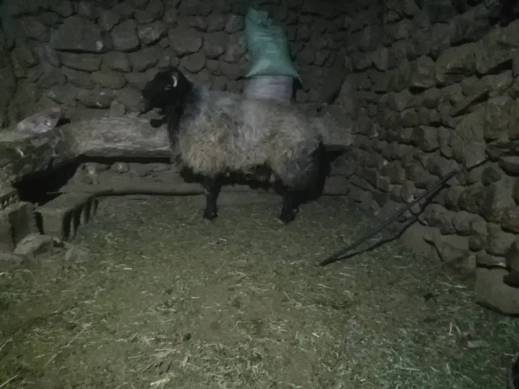 قوچ افشاری درجه یک|حیوانات مزرعه|خانمیرزا, |دیوار