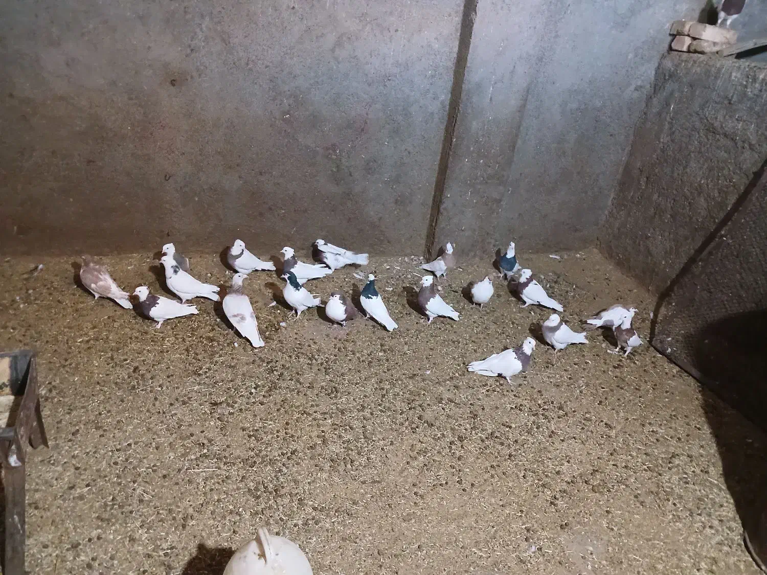 کبوتر رنگی|پرنده|عطاملک, |دیوار