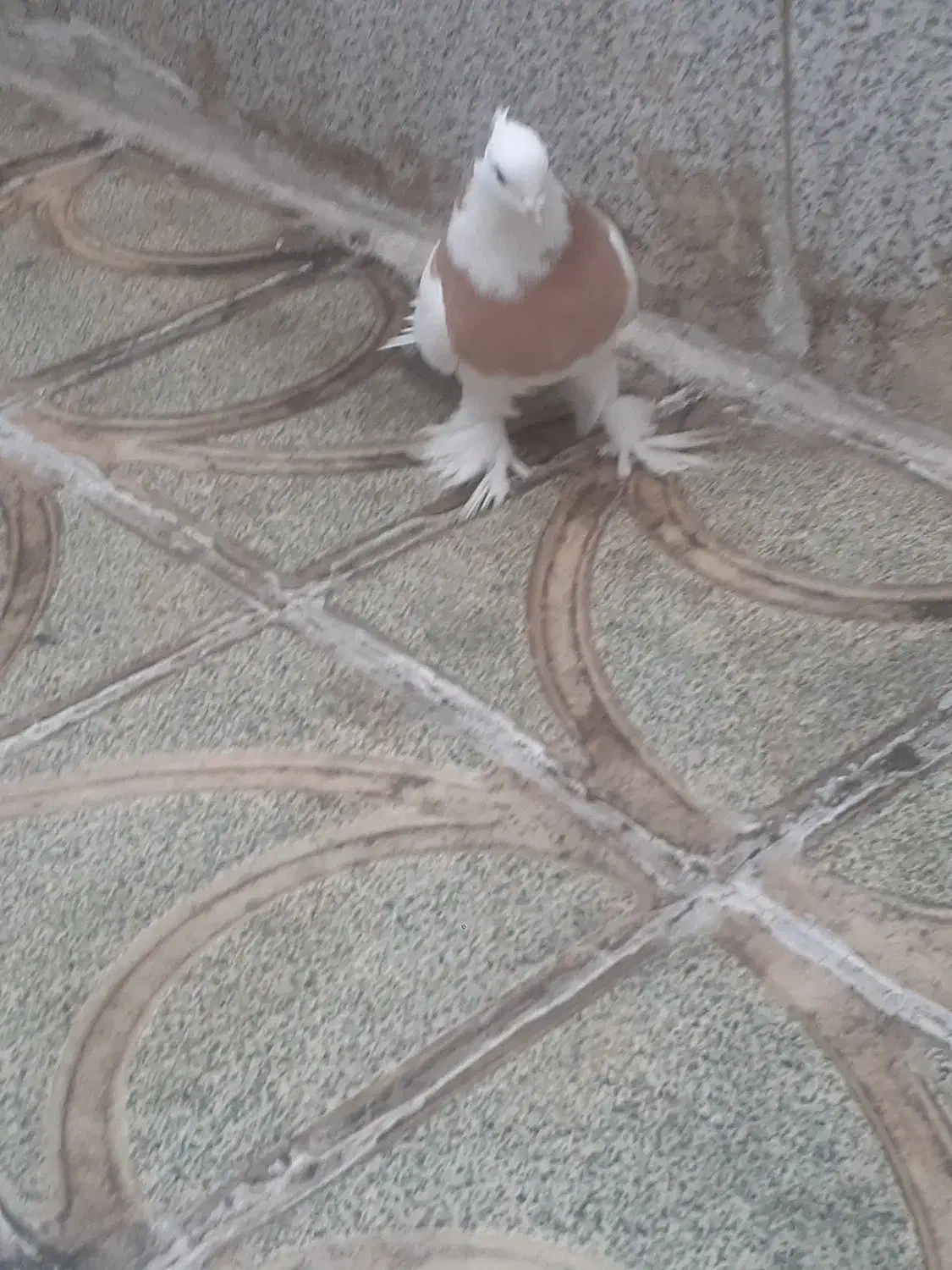 کبوتر|پرنده|تبریز, |دیوار