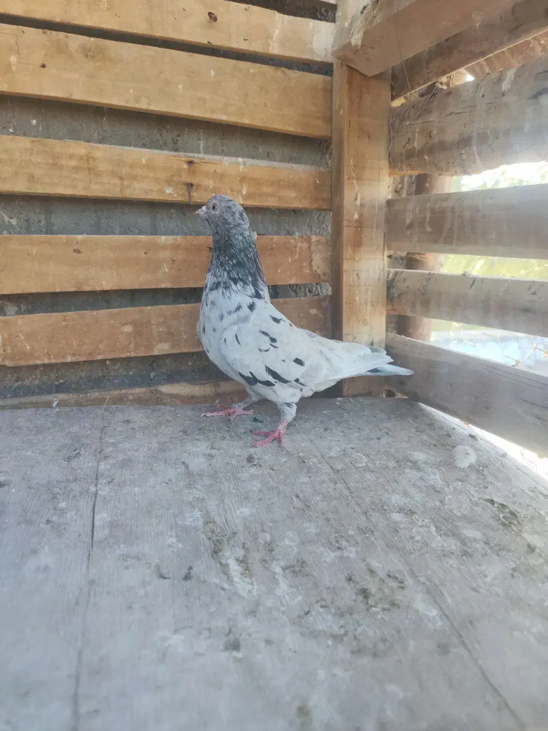 کبوتر|پرنده|بم, |دیوار