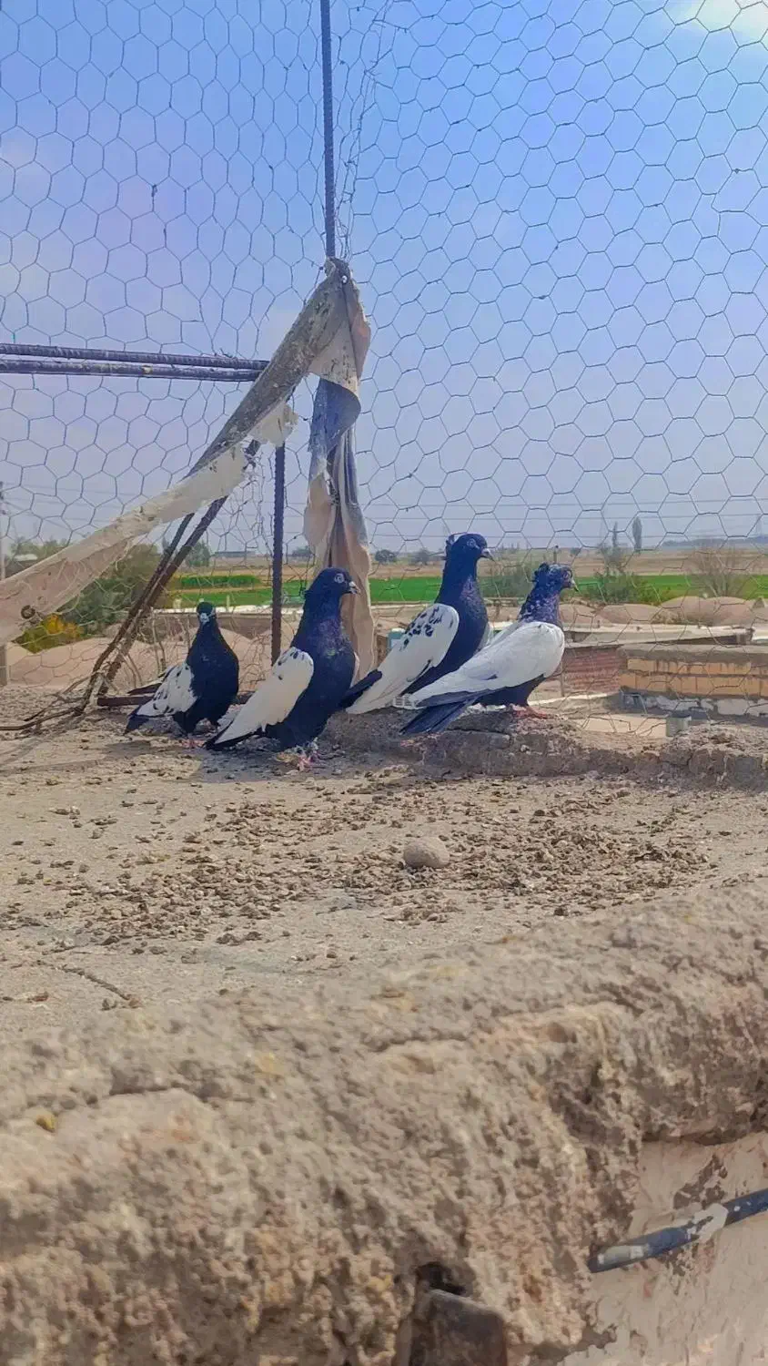 چهار عدد سینه سیاه کلایی|پرنده|نگار, |دیوار