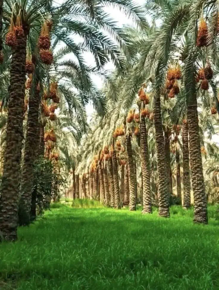 فروش آپارتمان ۱۶۰ متری ۳ خوابه در زیباشهر|فروش آپارتمان|اهواز, زیباشهر|دیوار