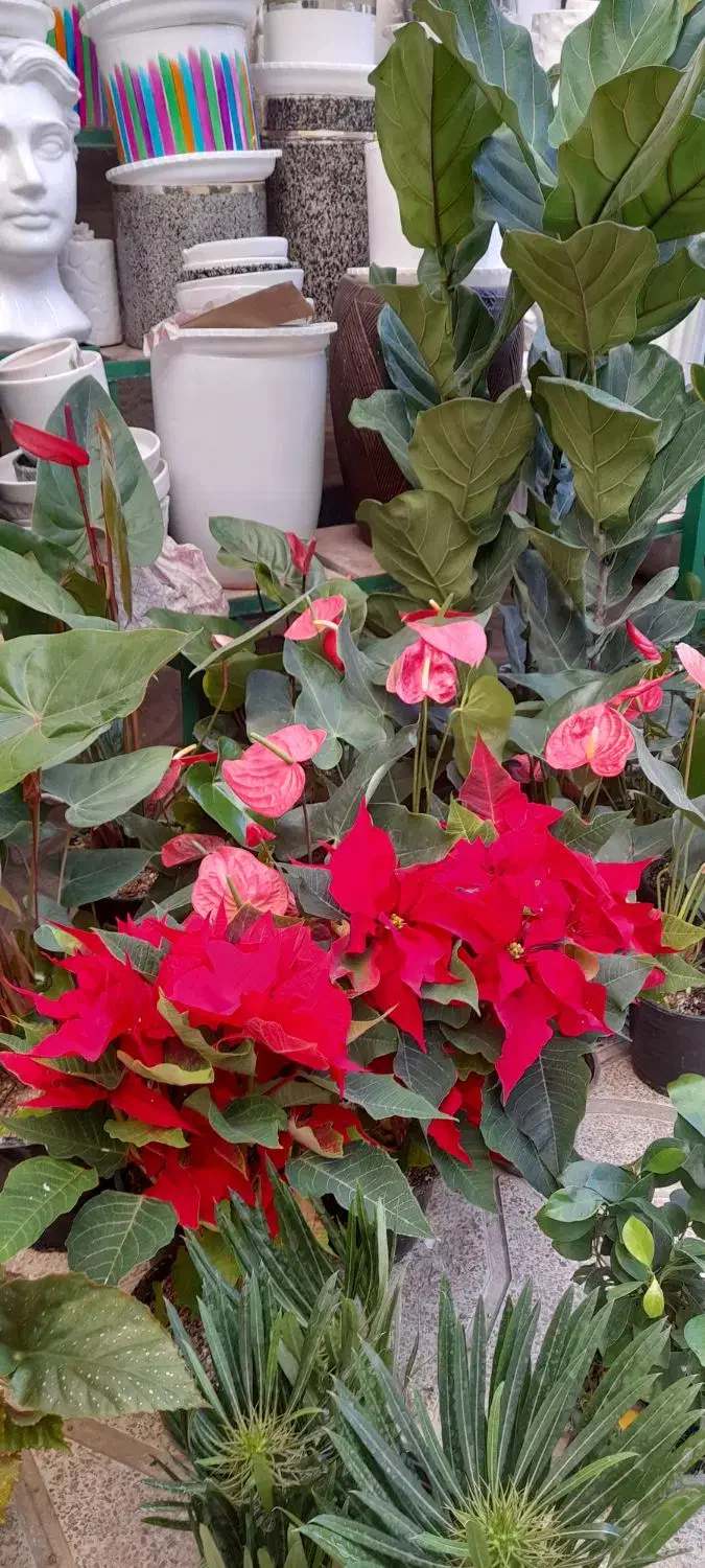 گل آپارتمانی بنت به خاطر روز مادر ارزون زدم|گل و گیاه طبیعی|تبریز, |دیوار