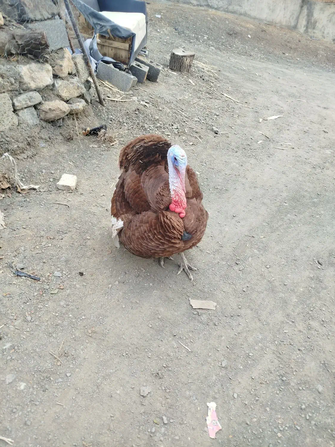 بوقلمون نر|حیوانات مزرعه|سنندج, |دیوار