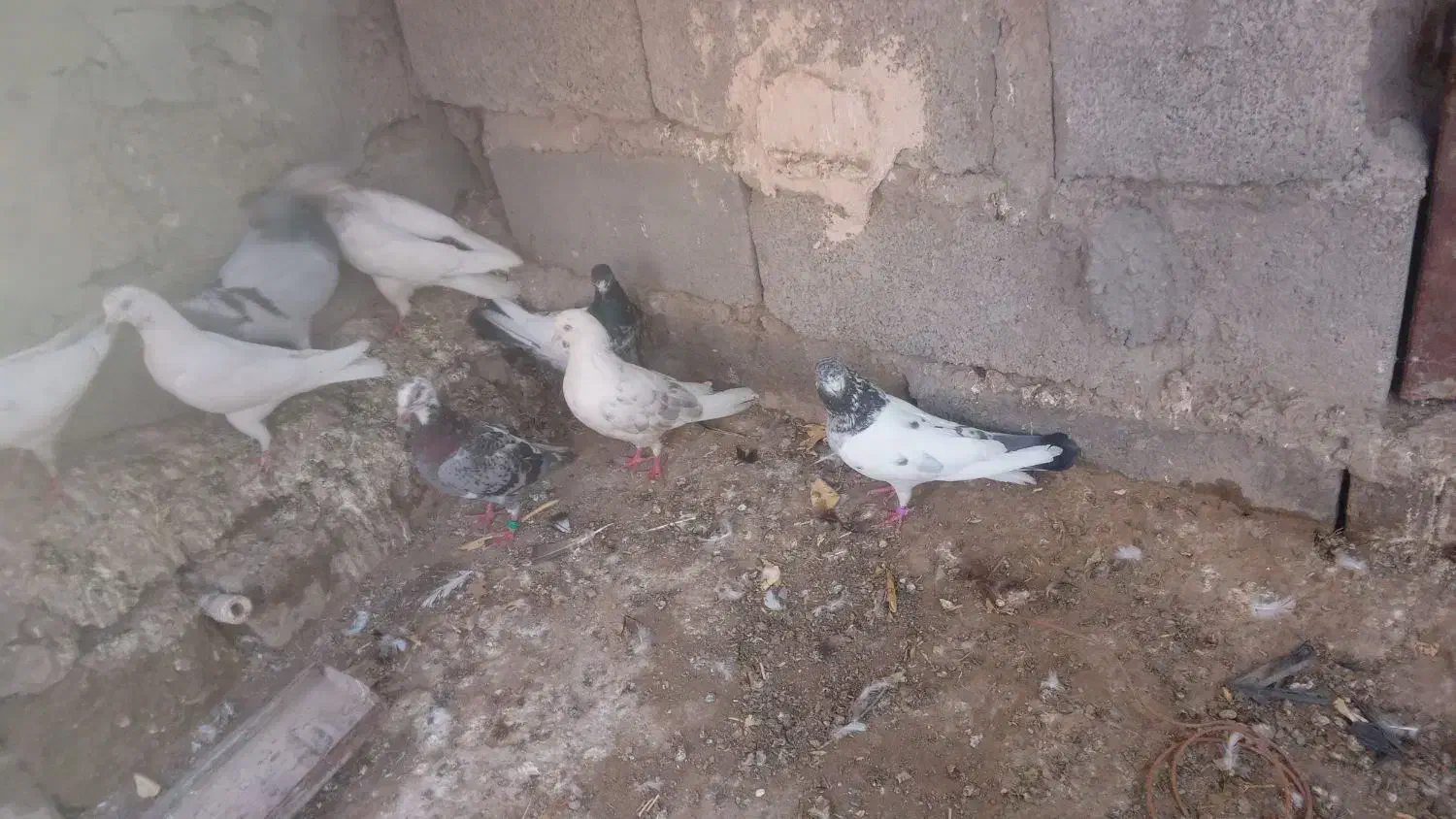 کبوتر|پرنده|عنبرآباد, |دیوار