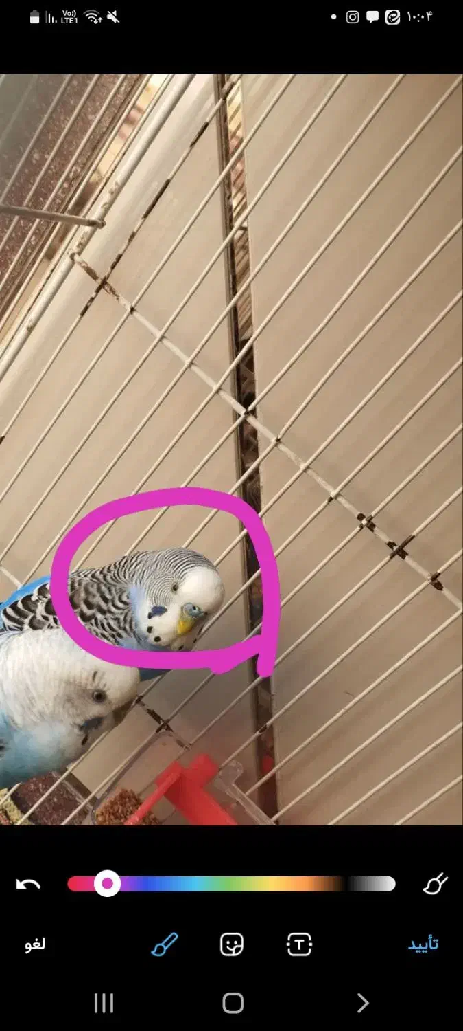 مرغ عشق گمشده|پرنده|اردکان, |دیوار