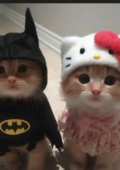 پیدا شده|گربه|درگهان, |دیوار