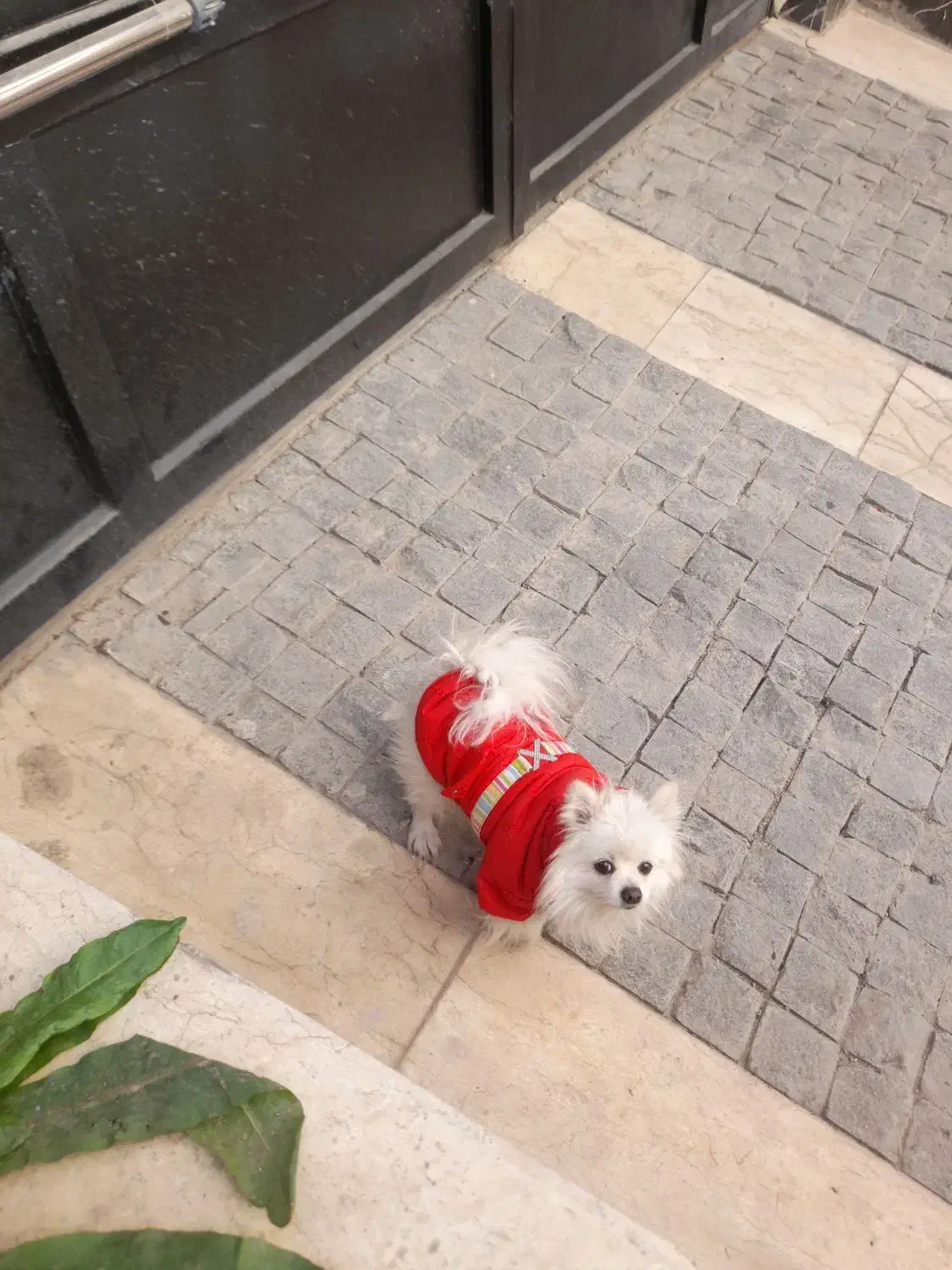 پامرین عروسکی ناز|سگ|تهران, سعادتآباد|دیوار