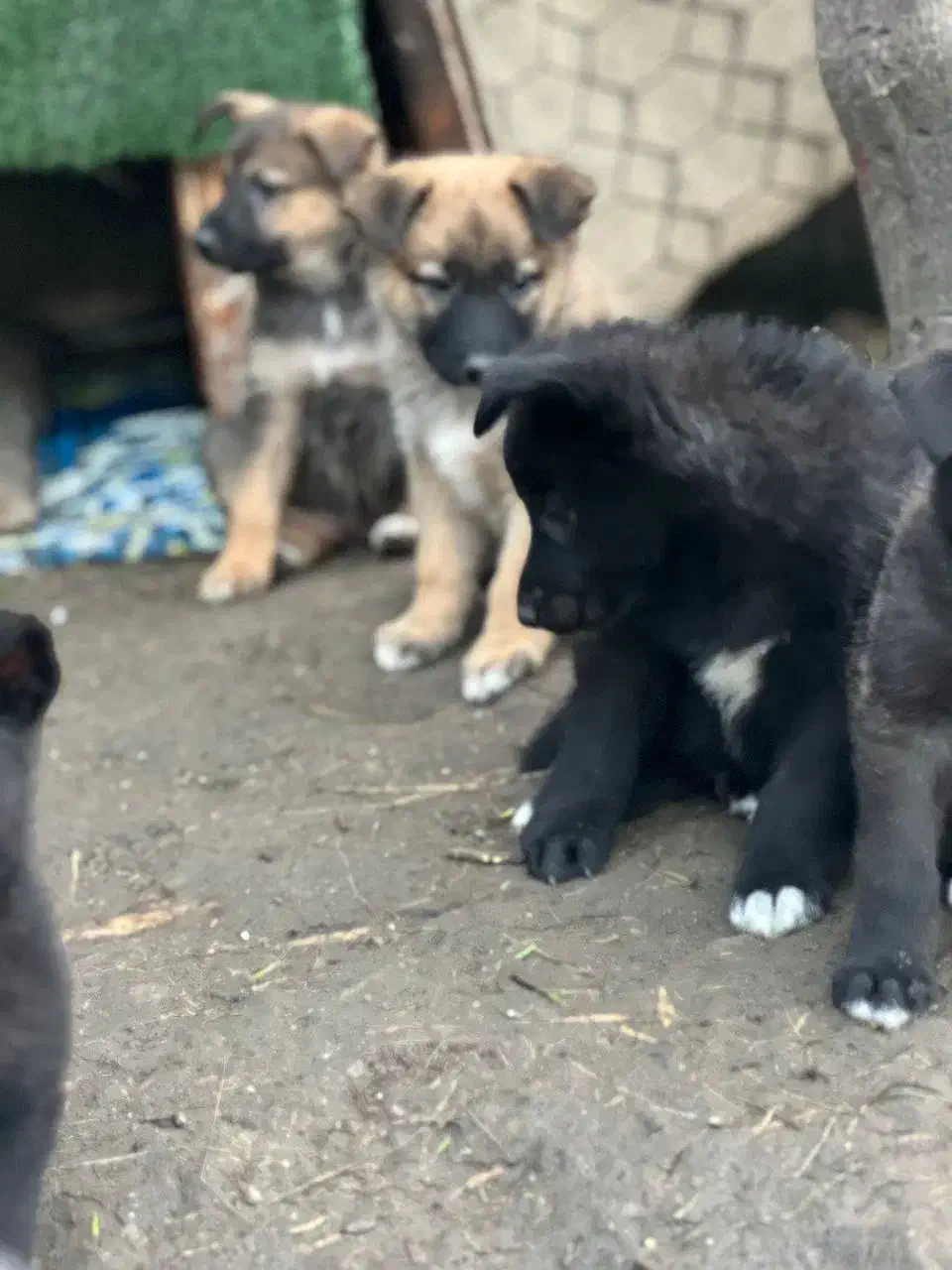 واگذاری توله ژرمن شیپرد شولاین|سگ|رشت, کاکتوس|دیوار