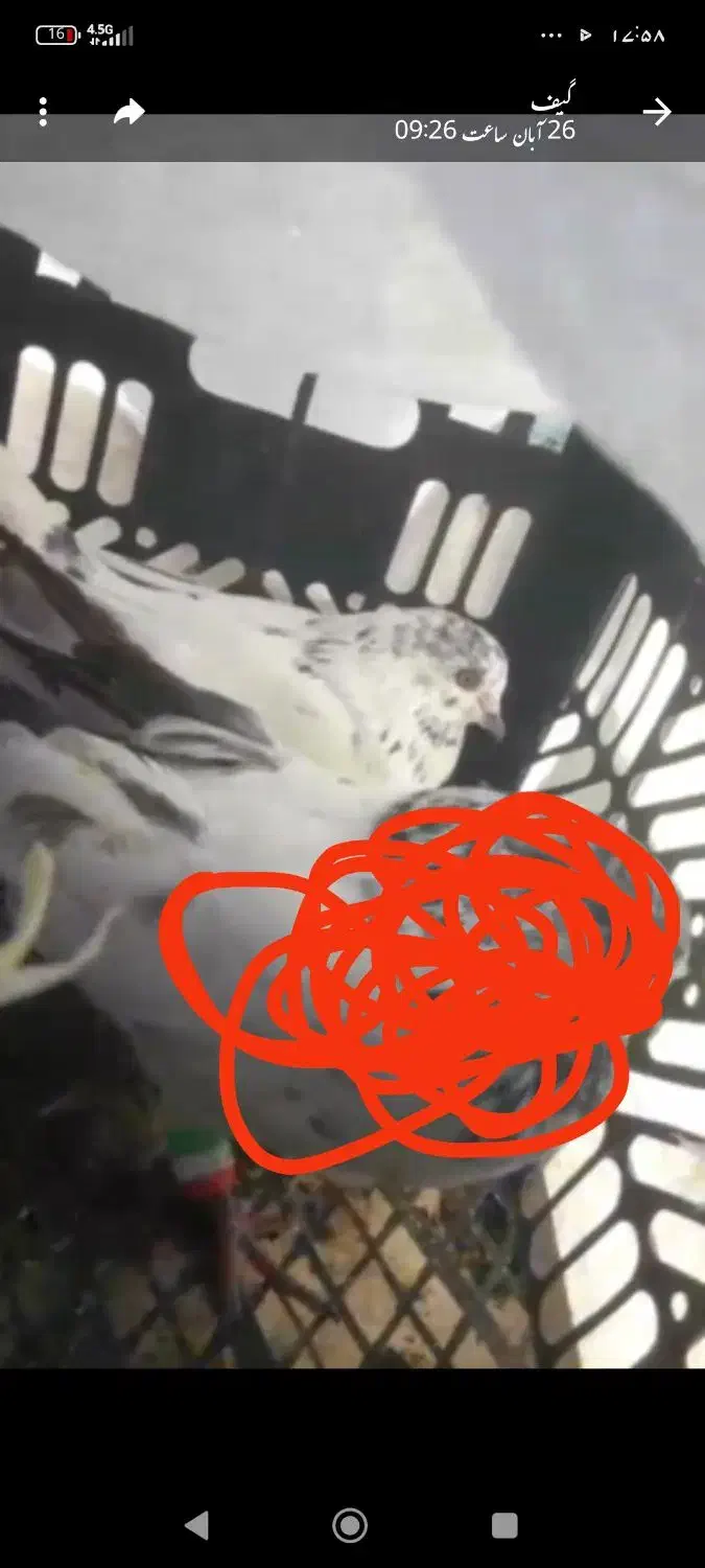 کبوتر پرشی|پرنده|فولادشهر, A2|دیوار