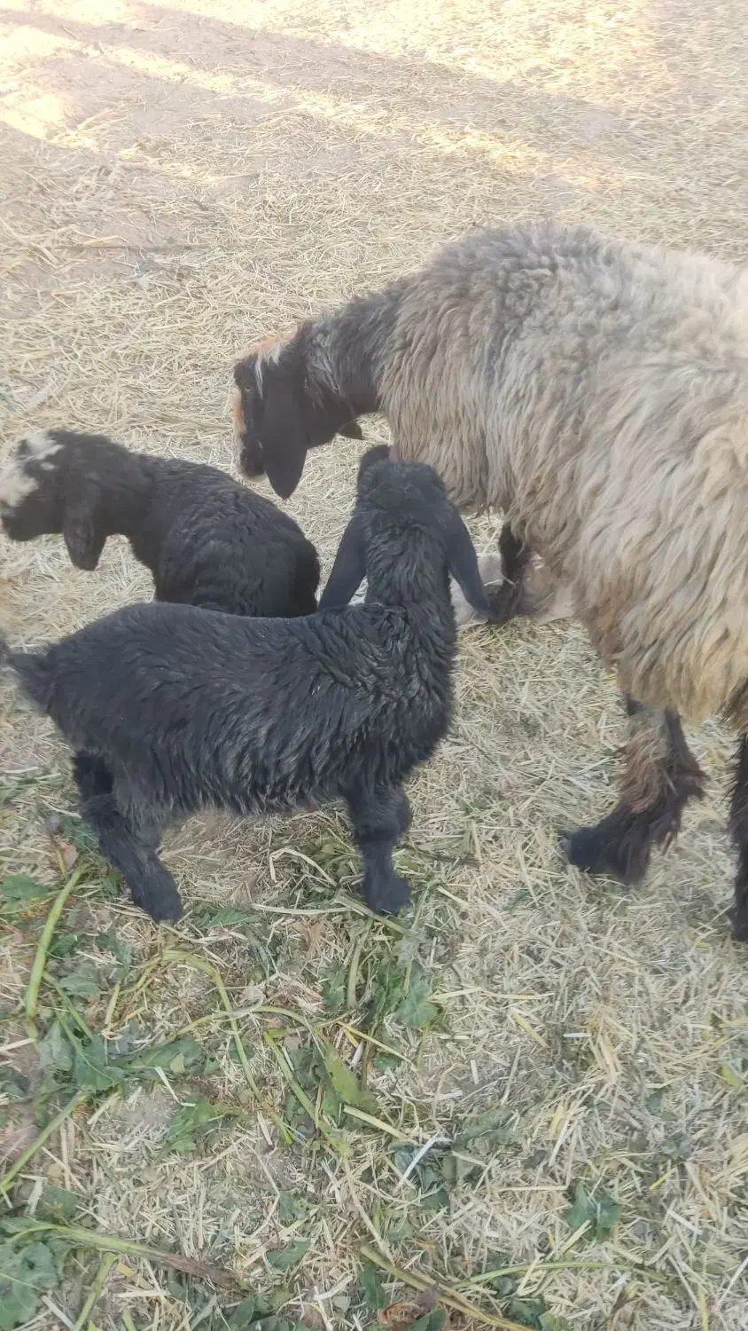 شیشک فروشی|حیوانات مزرعه|پاسارگاد, |دیوار