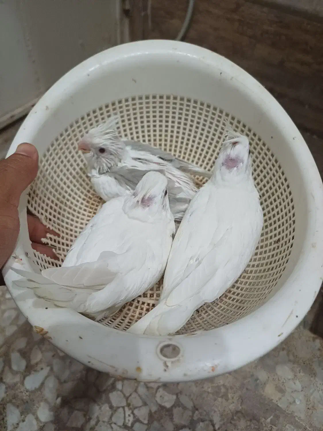 فروس جوجه سرلاکی عروس|پرنده|لار, |دیوار