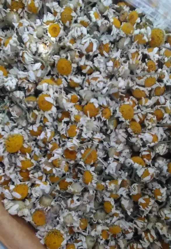 بابونه آویشن و آویشن و گل محمدی|آرایشی، بهداشتی، درمانی|برازجان, |دیوار