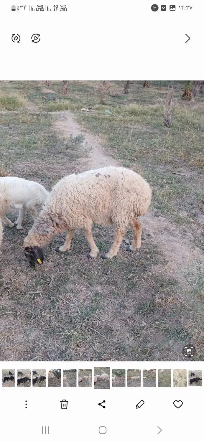 میش ابسن|حیوانات مزرعه|جیرفت, |دیوار