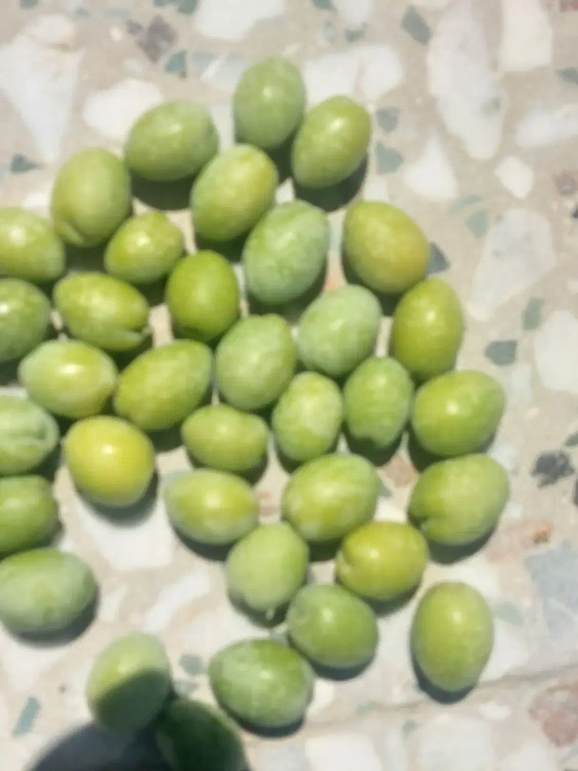 فروش زیتون سبز فیشوم ورطبی درجه یک دست چین|خوردنی و آشامیدنی|شیراز, باغ تخت|دیوار