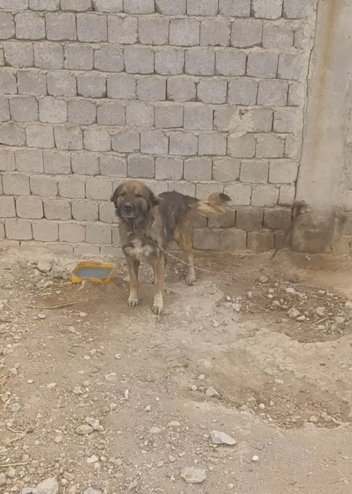 سگ بومی|سگ|پیر بکران, |دیوار