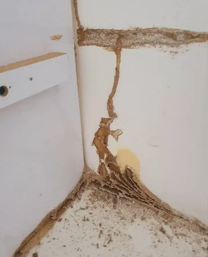 سمپاشی وموریانه زدایی باضمانت نامه کتبی|خدمات نظافت|امیدیه, |دیوار