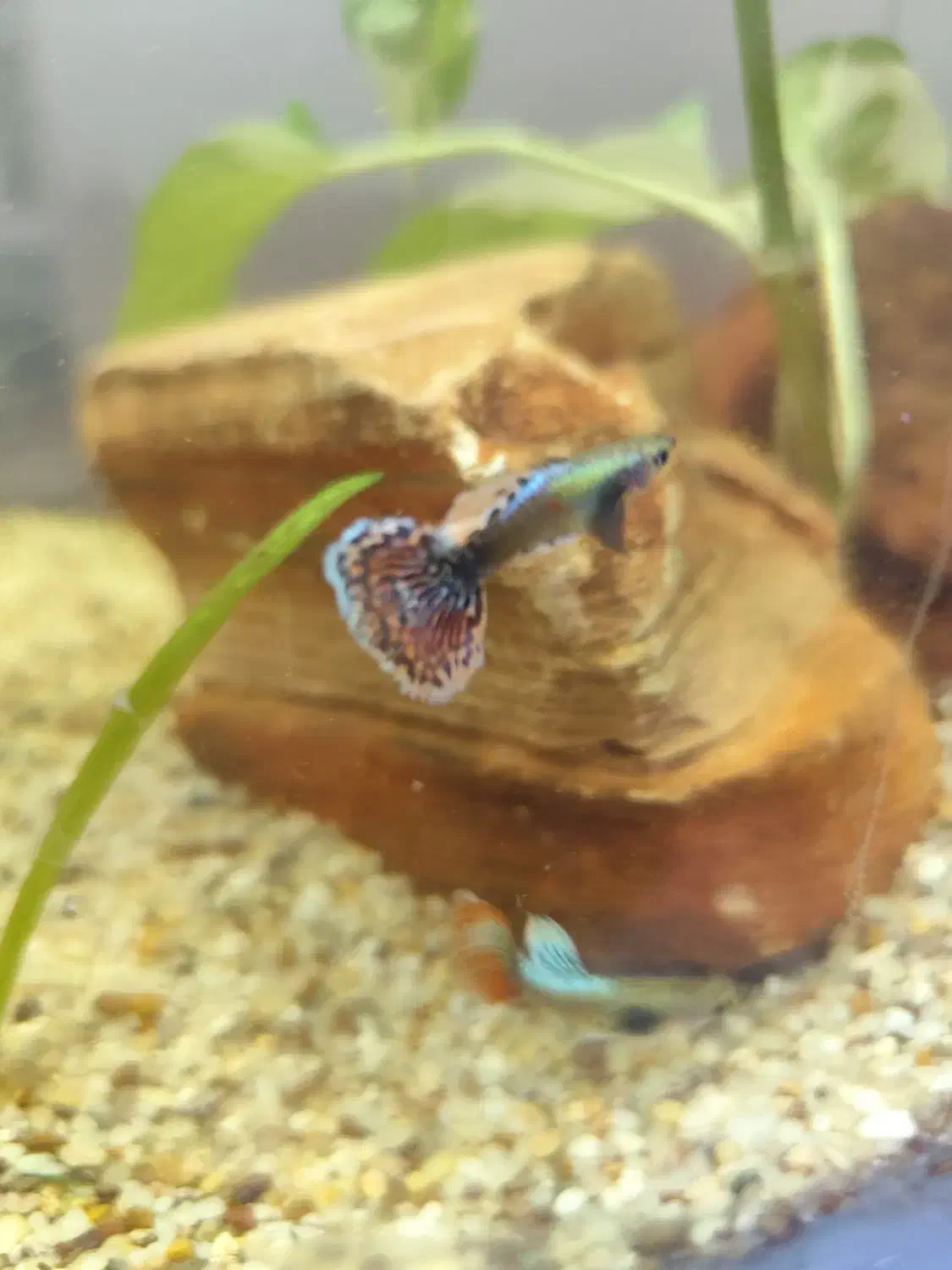 گوپی|ماهی|سیرجان, |دیوار