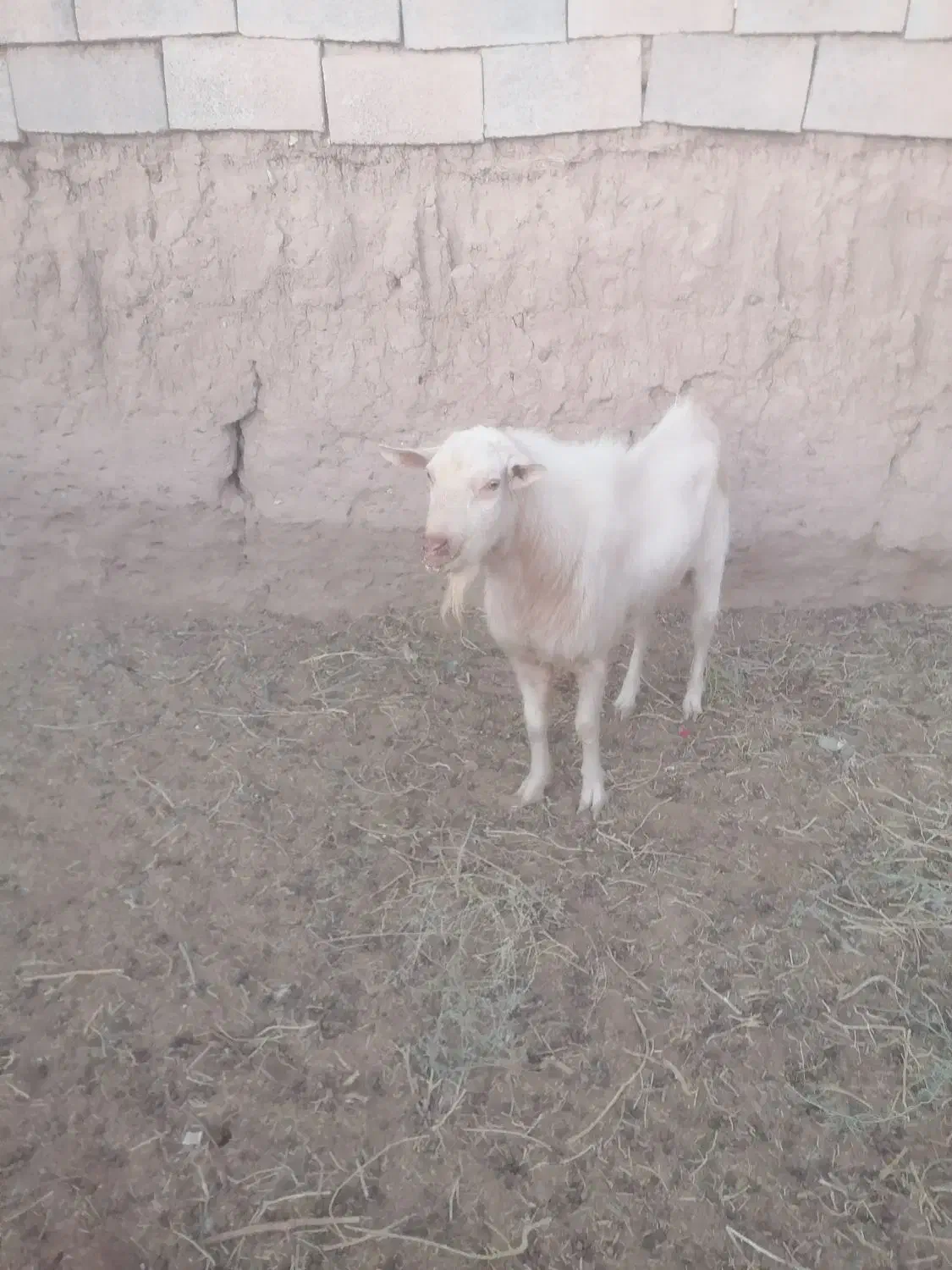 تکه کل سانن|حیوانات مزرعه|فردوس (خراسان), |دیوار