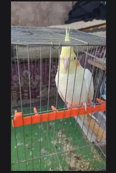 گم شده عروس هلندی|حیوانات|دهدشت, |دیوار