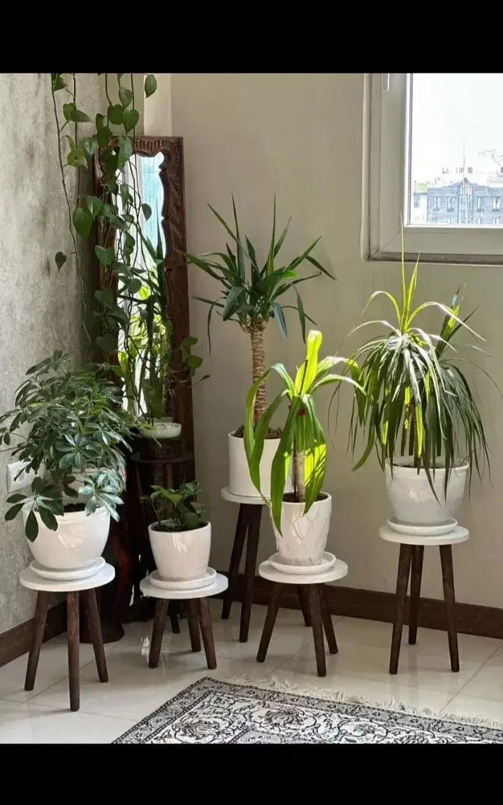 پایه گلدان صفحه گرد|گل و گیاه طبیعی|بروجرد, |دیوار