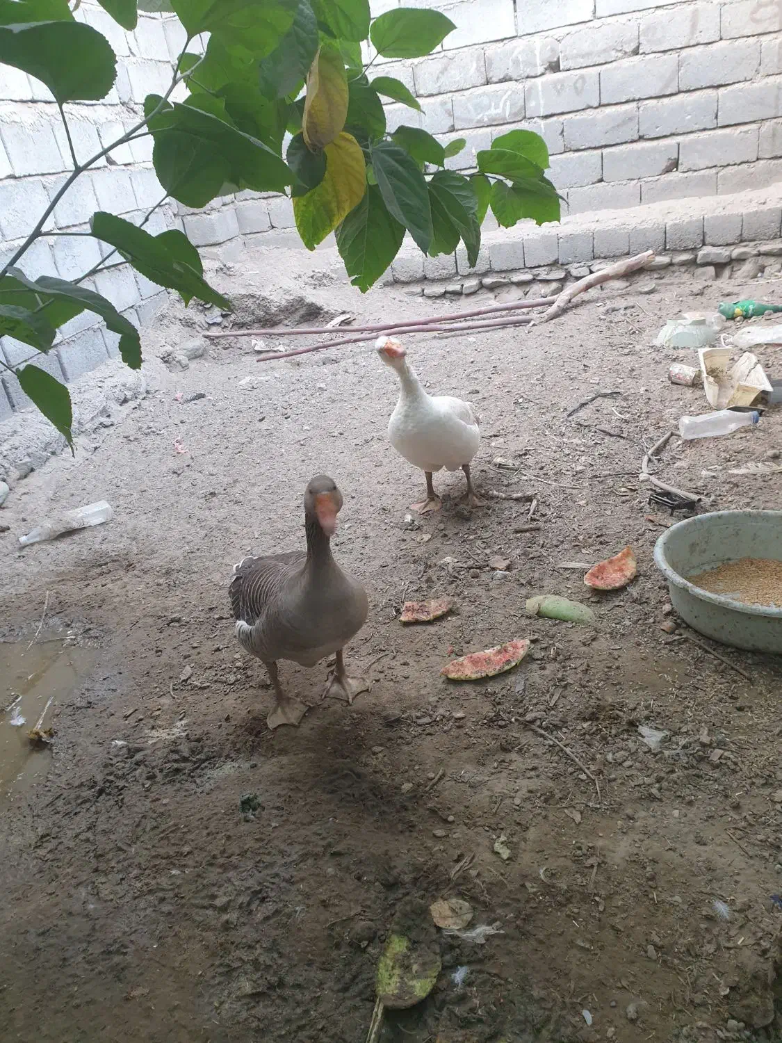 یک جفت غاز|حیوانات مزرعه|میناب, |دیوار