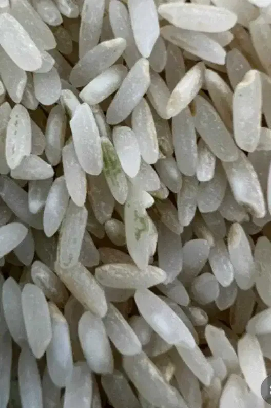 برنج کامفیروزی چمپا درجه 1|خوردنی و آشامیدنی|شیراز, آزادگان|دیوار