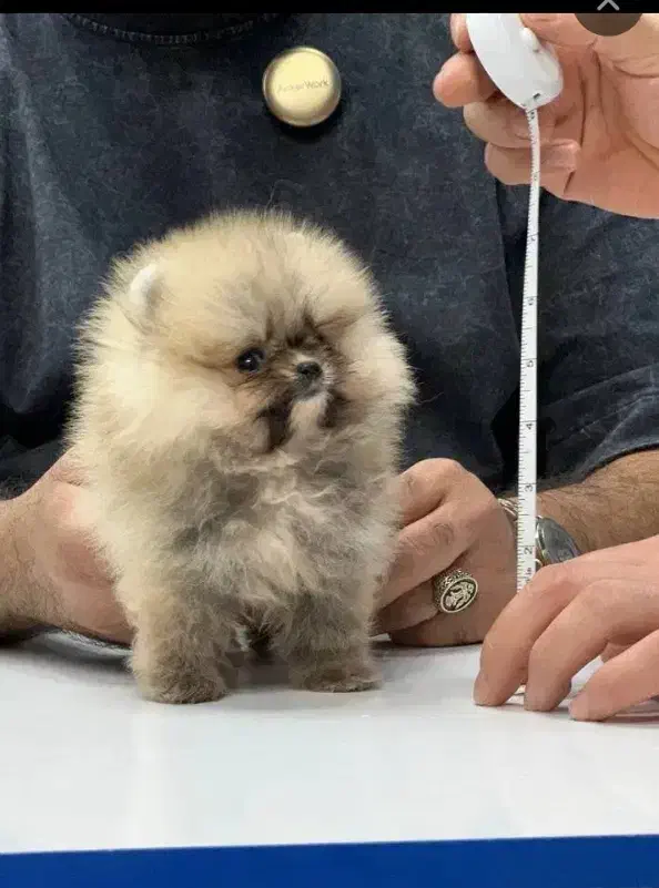 سگ پامر. با درصد وخط خونی بالا ضمانت کتبی|سگ|مشهد, وکیلآباد|دیوار