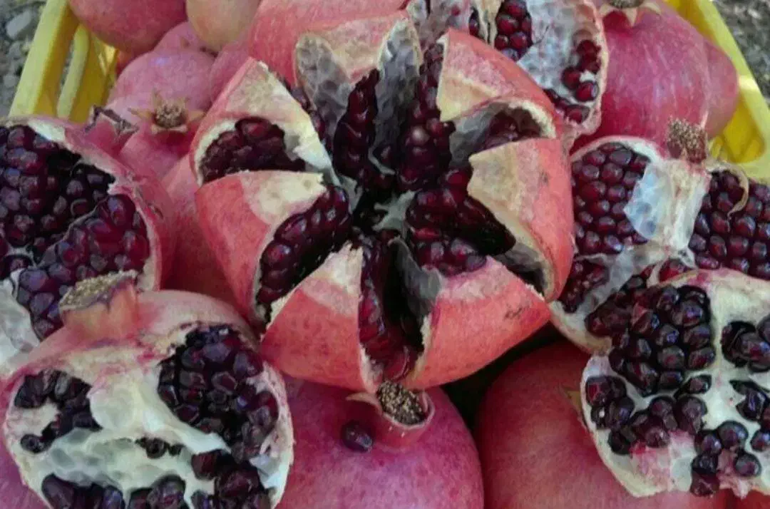 انار دونه مشکی قلعه چم|خوردنی و آشامیدنی|سلفچگان, |دیوار